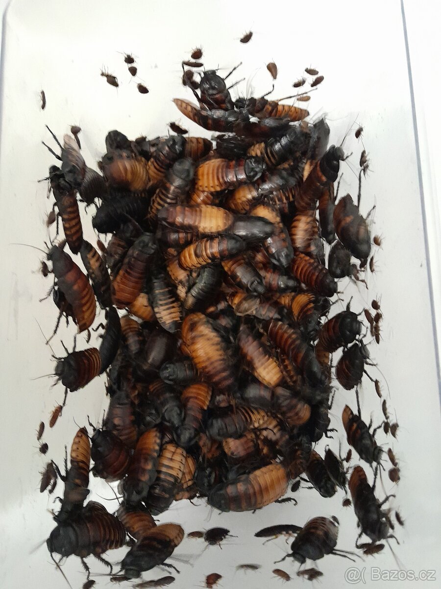 Šváb madagaskarský, syčící – Gromphadorhina portentosa