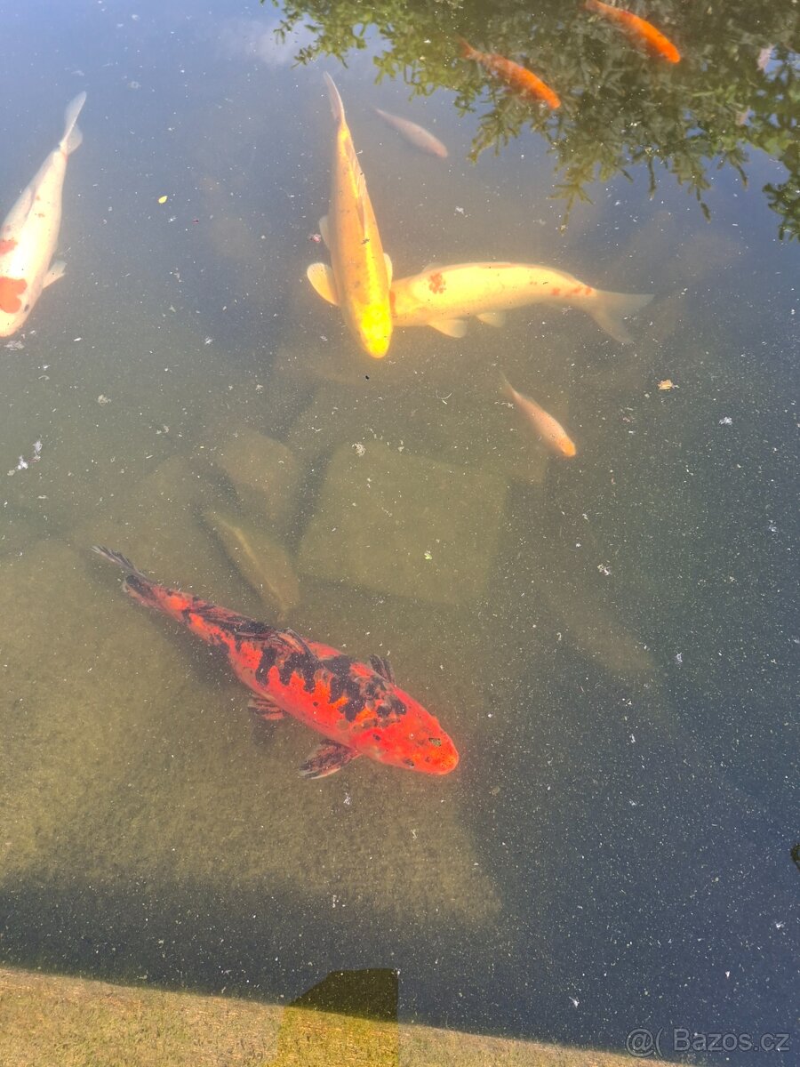 Koi kapr
