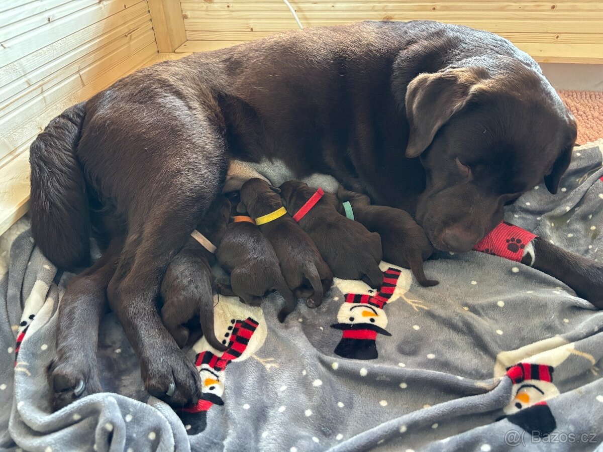 Čokoládová štěňátka labrador