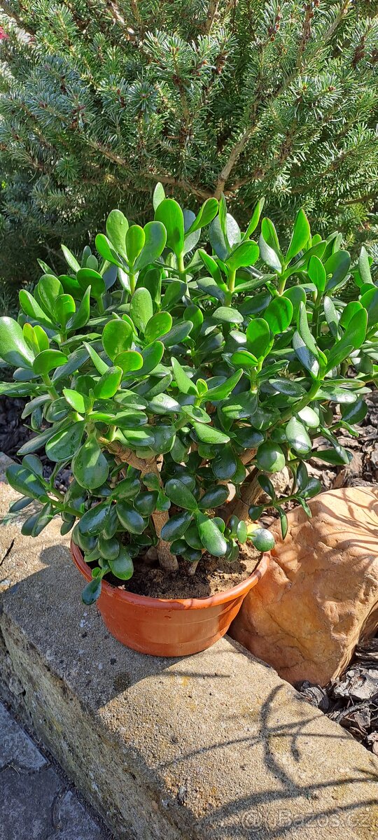 Crassula Ovata-tlustice