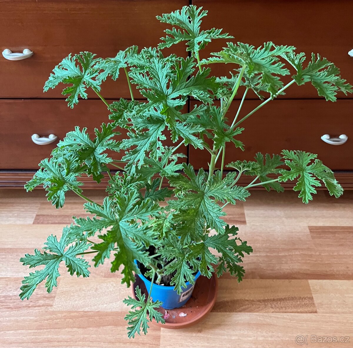 Pokojová rostlina /Kytice v. 50cm