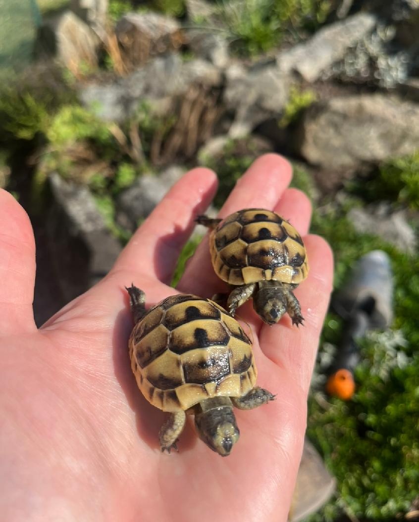 želva žlutohnědá