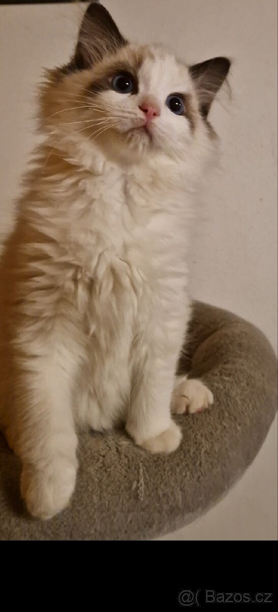 Ragdoll kocourci s PP