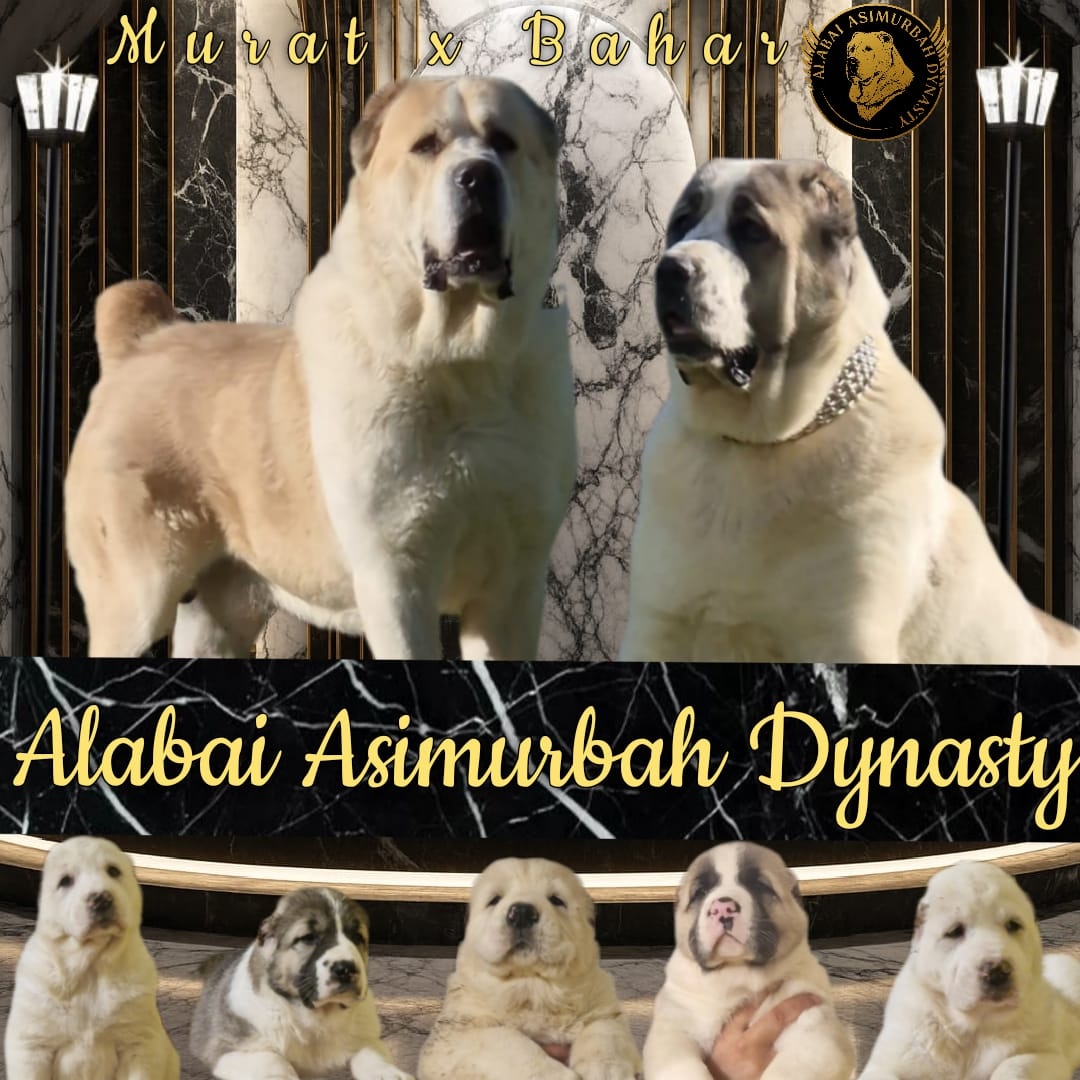 Stredoásijský pastevecký ovčiak s PP