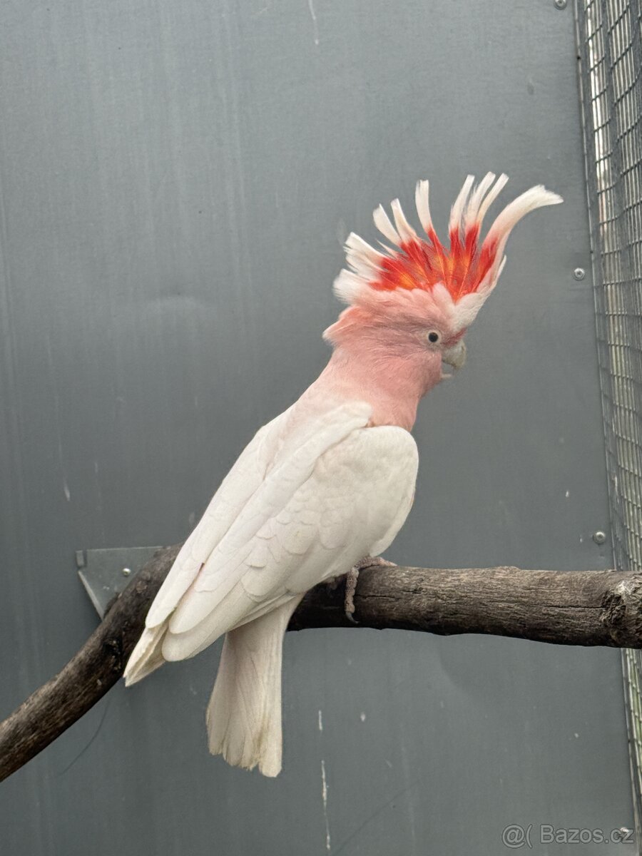 Prodam 1.0 Kakadu Inka