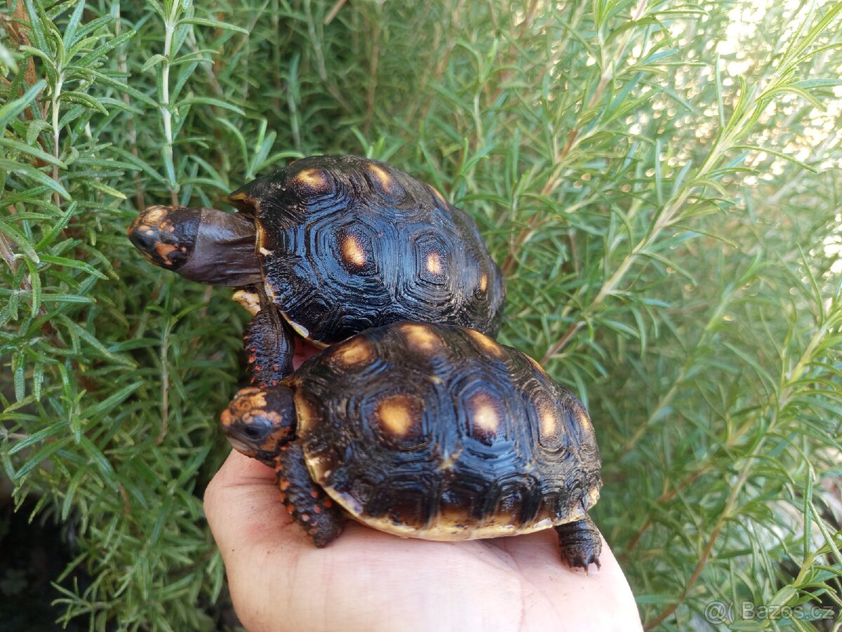 Želva uhlířská, roční želvičky/Brno -venkov
