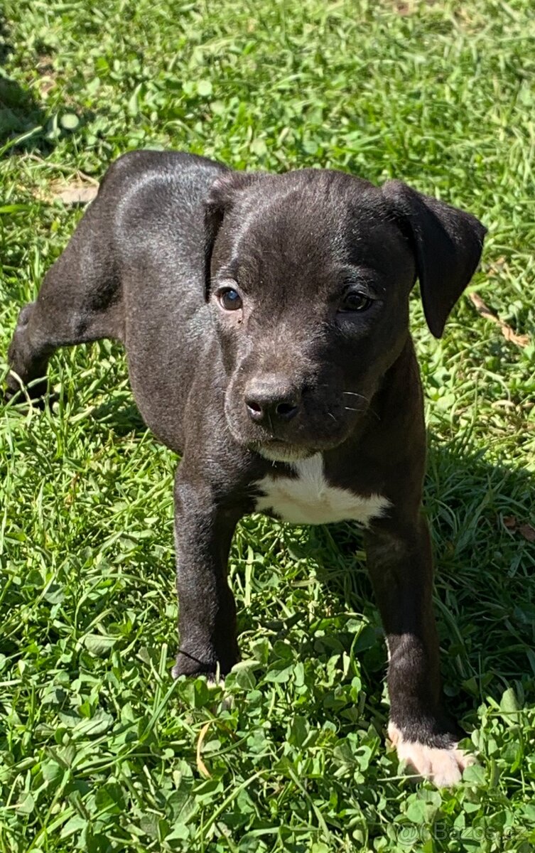 Americky pitbull s rodokmenem PP