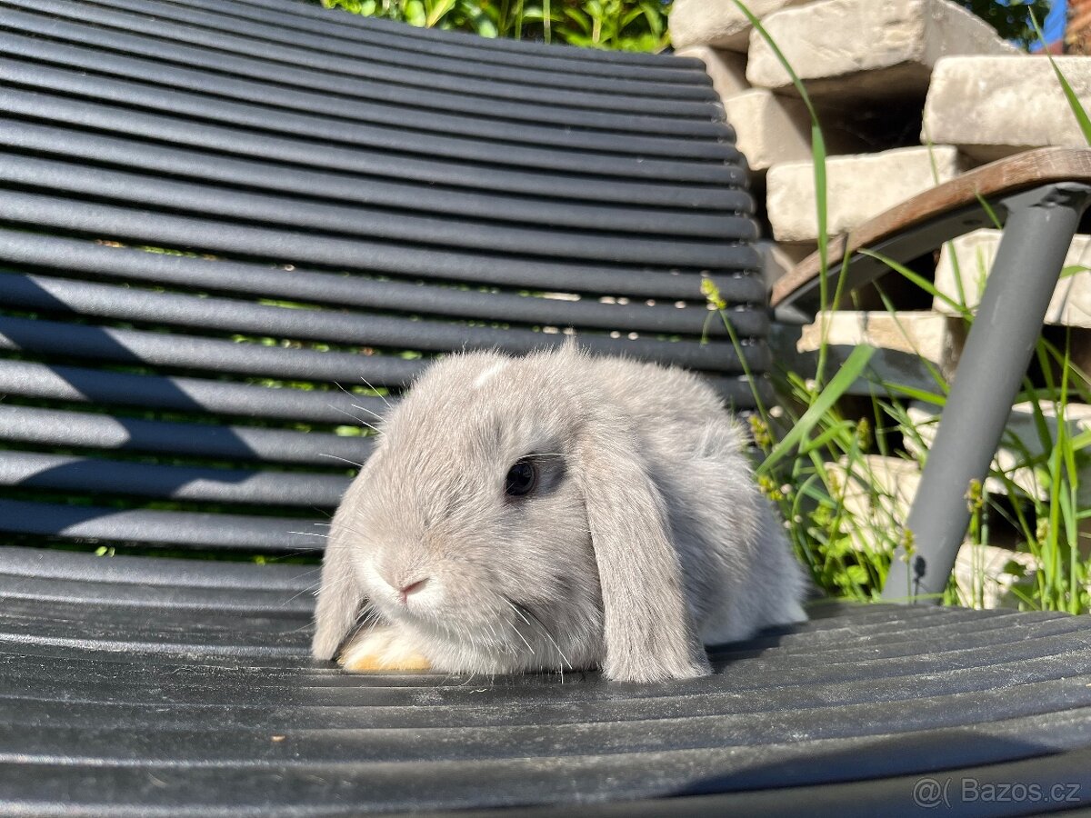 Minilop