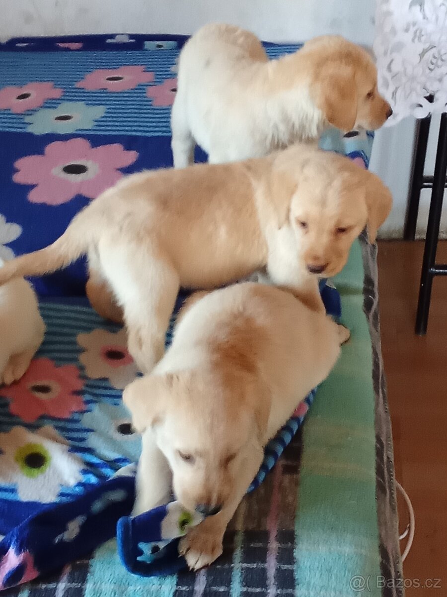 Labradorský retrívr