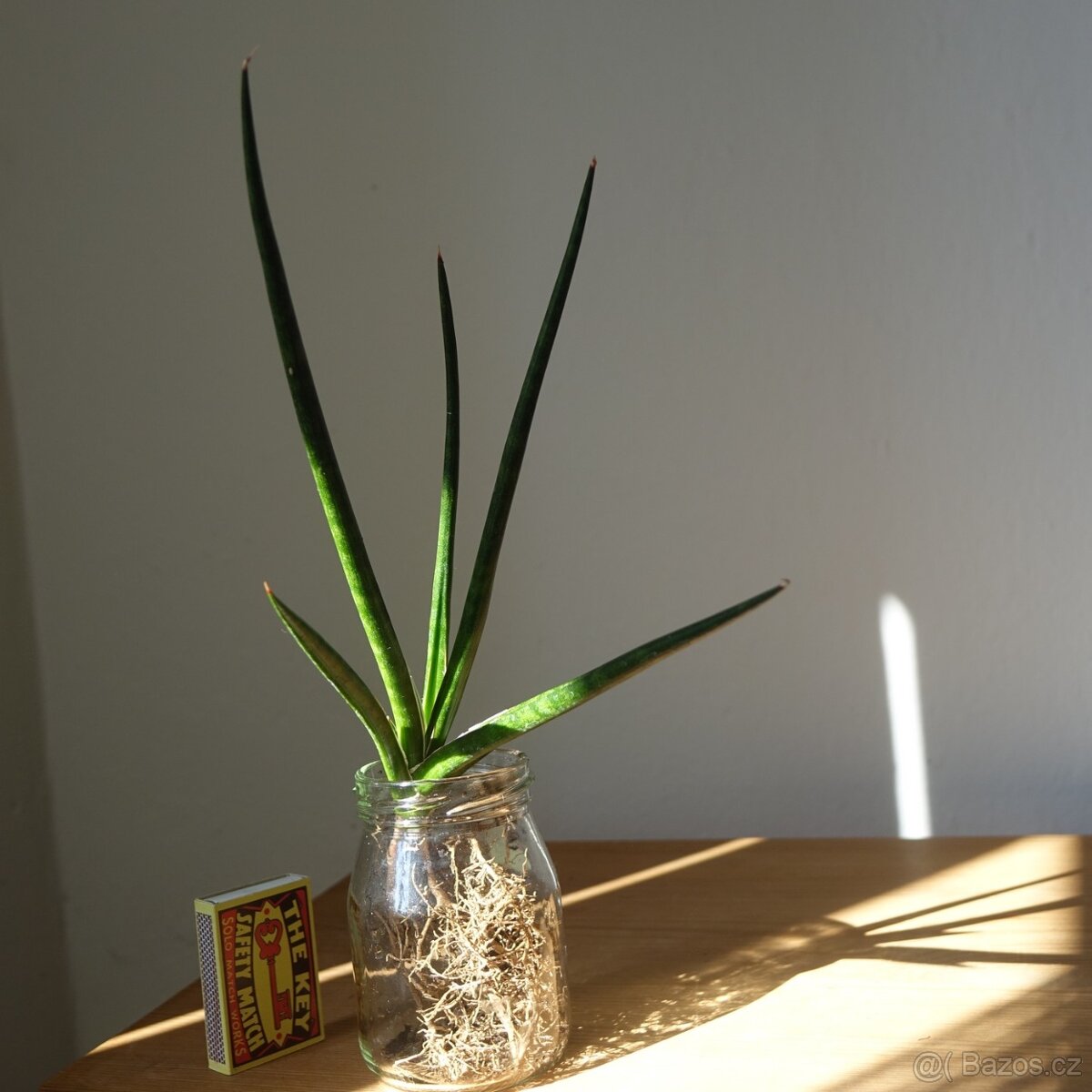 Sukulent, tchynin jazyk, Sansevieria