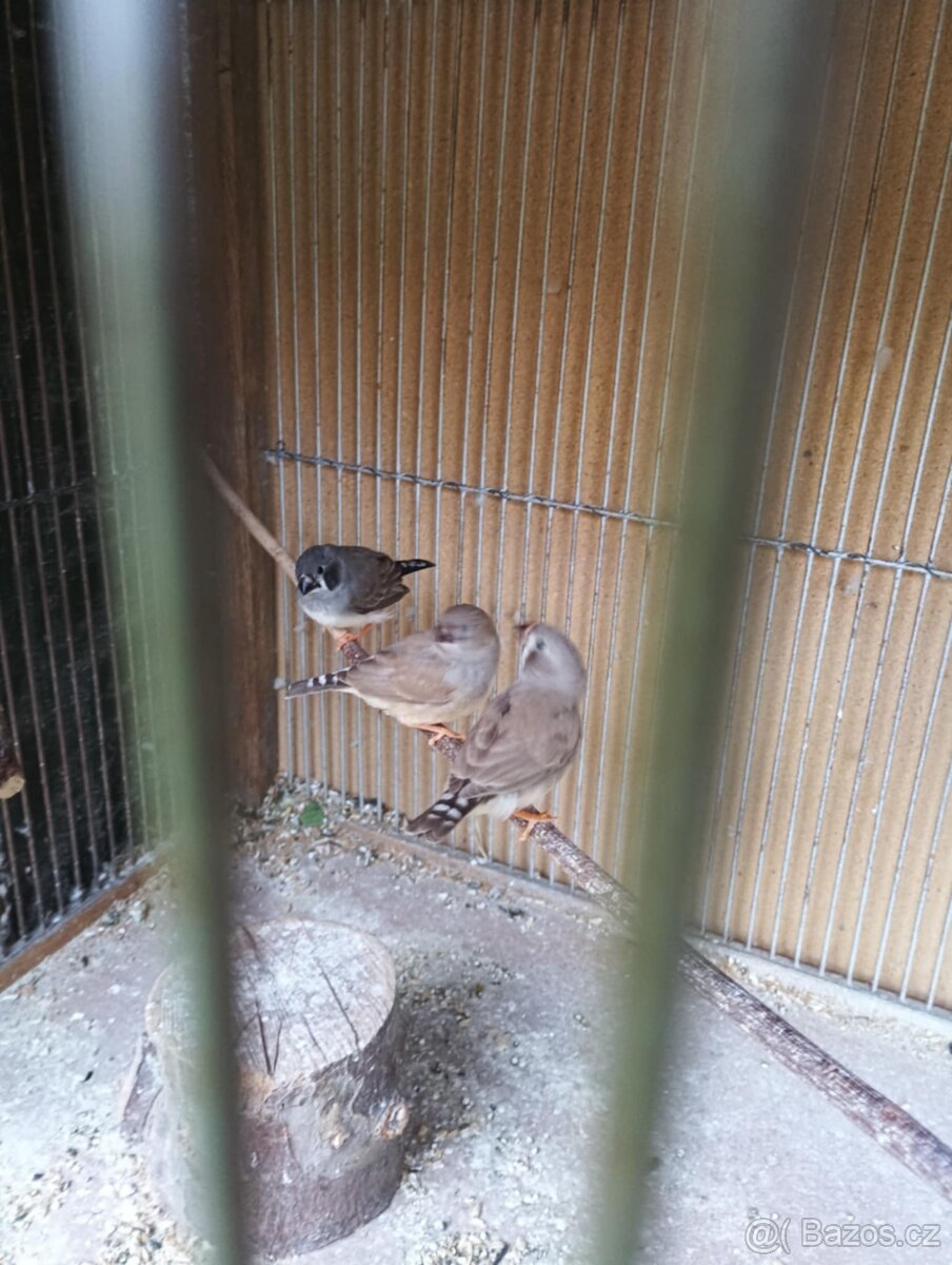 Andulky a zebričky