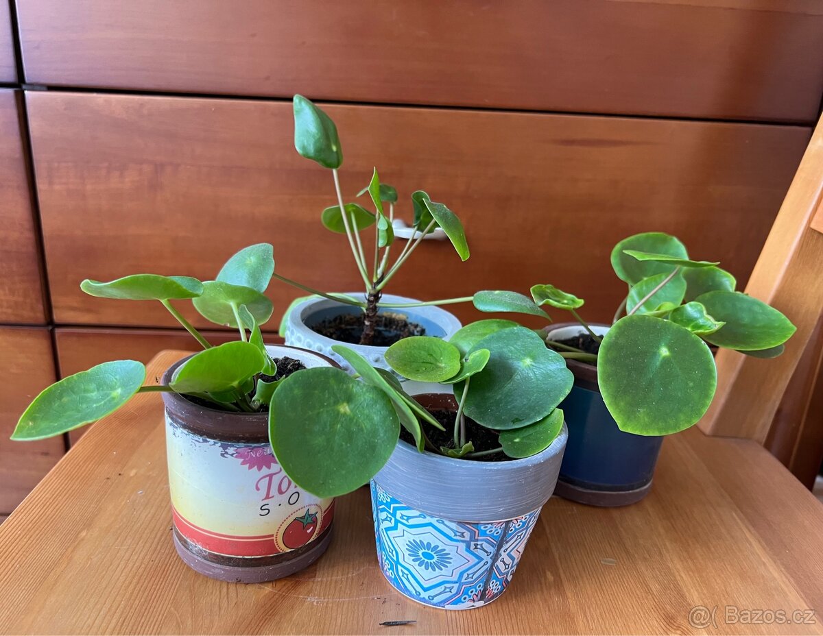 Mala Pilia v květináči