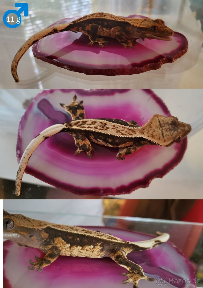 Pagekon řasnatý Correlophus ciliatus