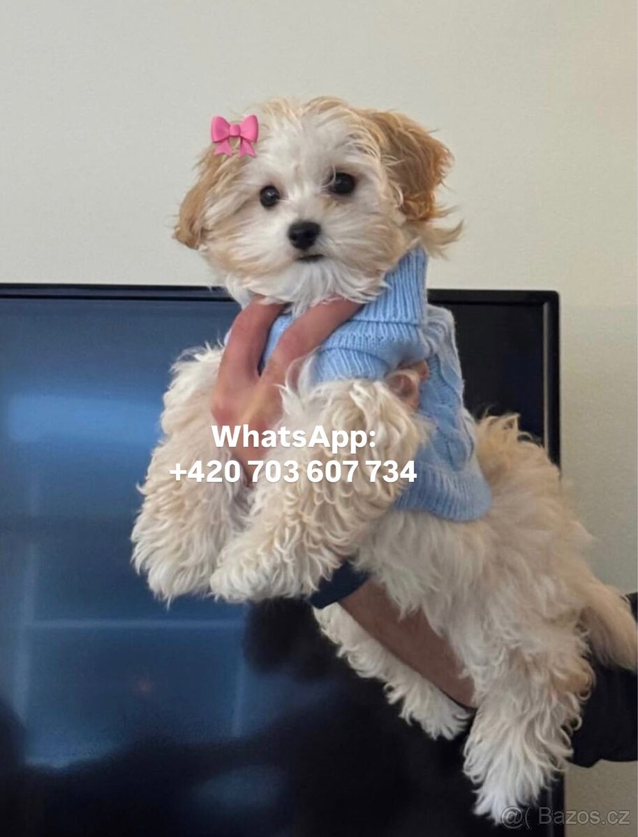 Maltipoo f1 light caramel fenka