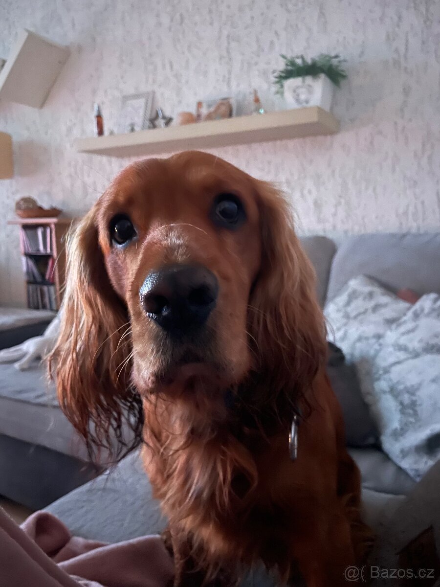 Daruji 4 letého zlatého kokra