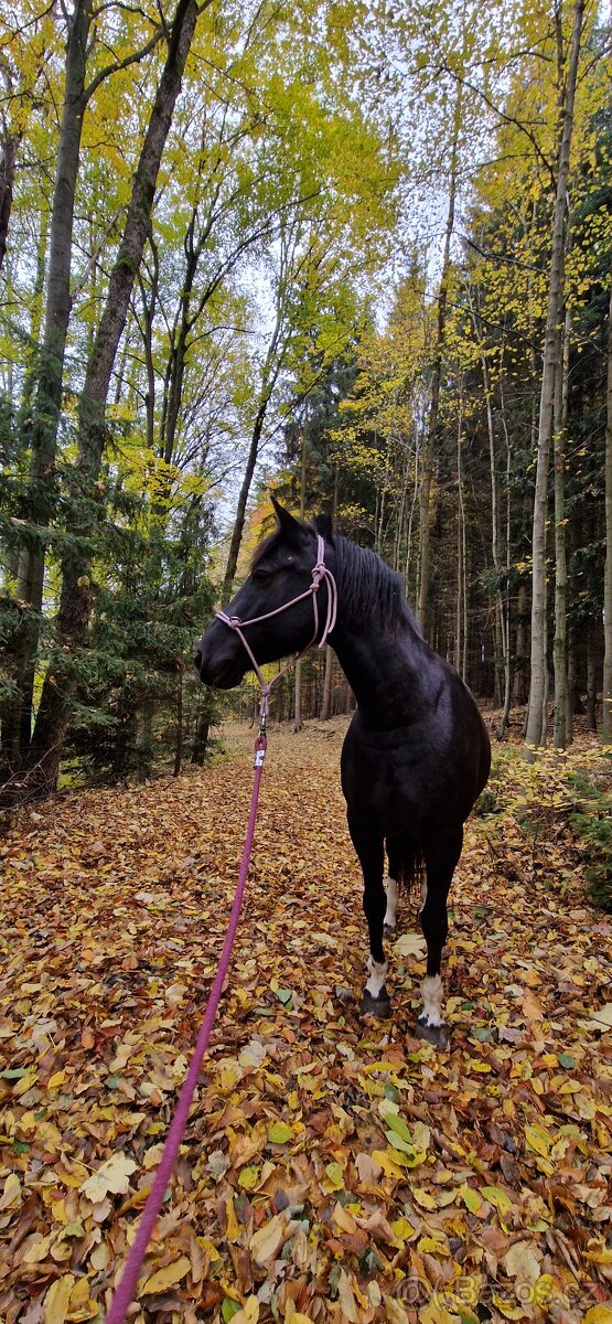 Hledám jezdce pro kobylku v okolí Brna