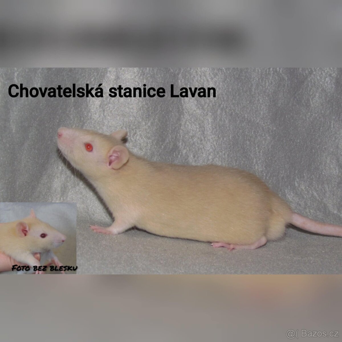 Potkaní kluci s rodokmenem