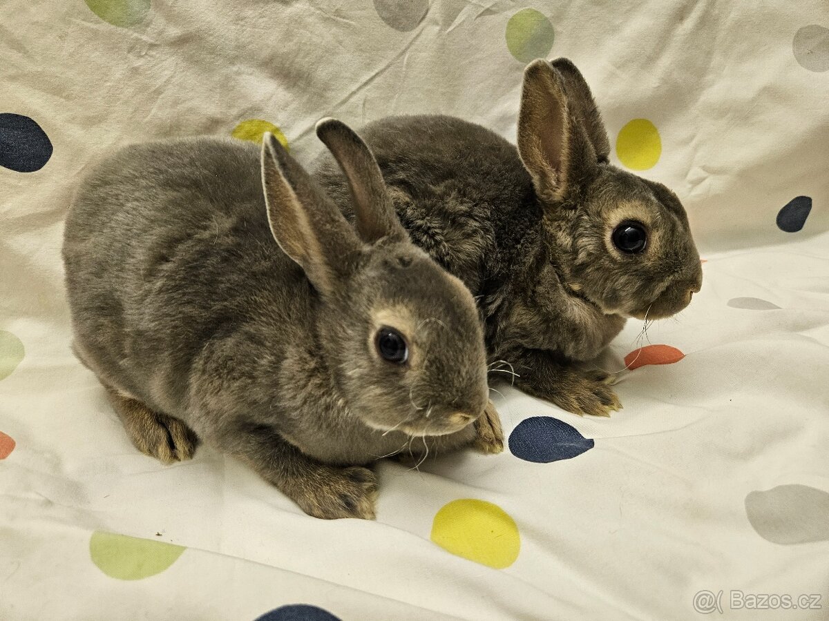 Zakrslý králíček