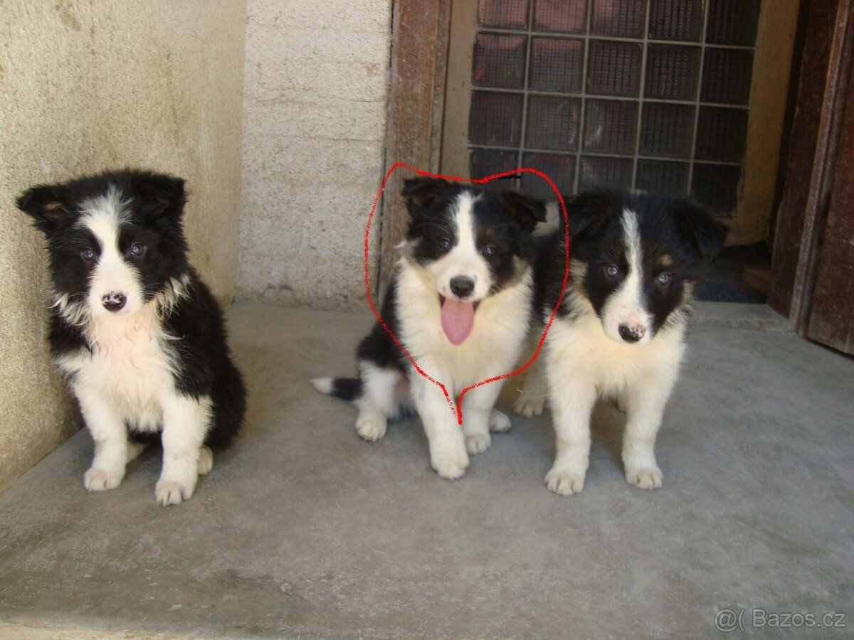 štěnatka border kolie