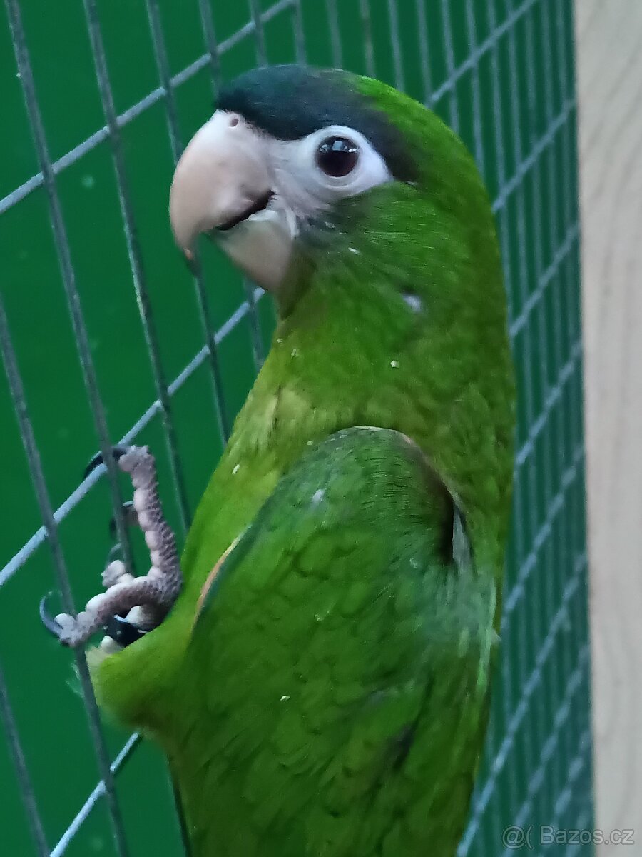 Ara amazonský