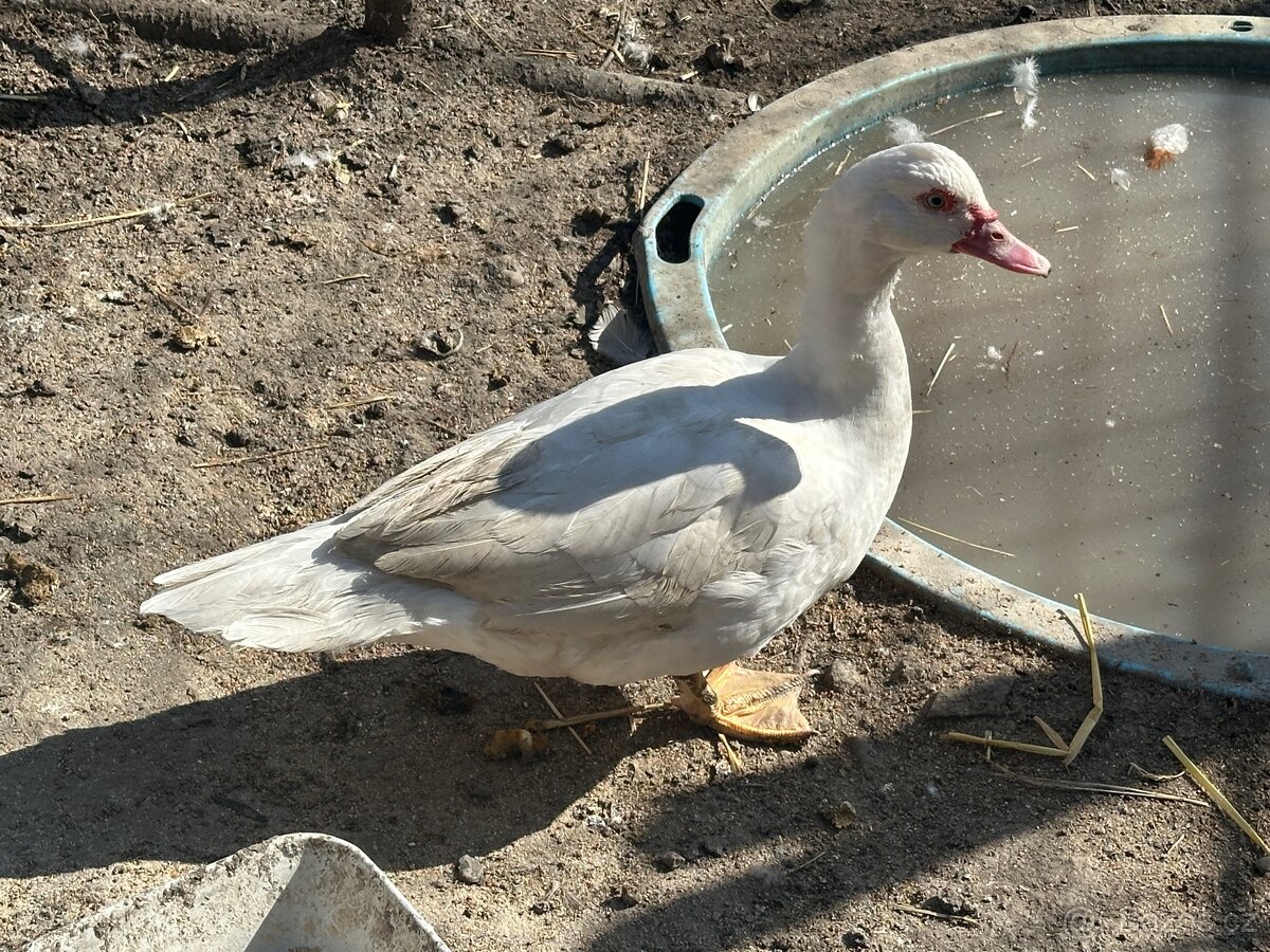 Pižmovka