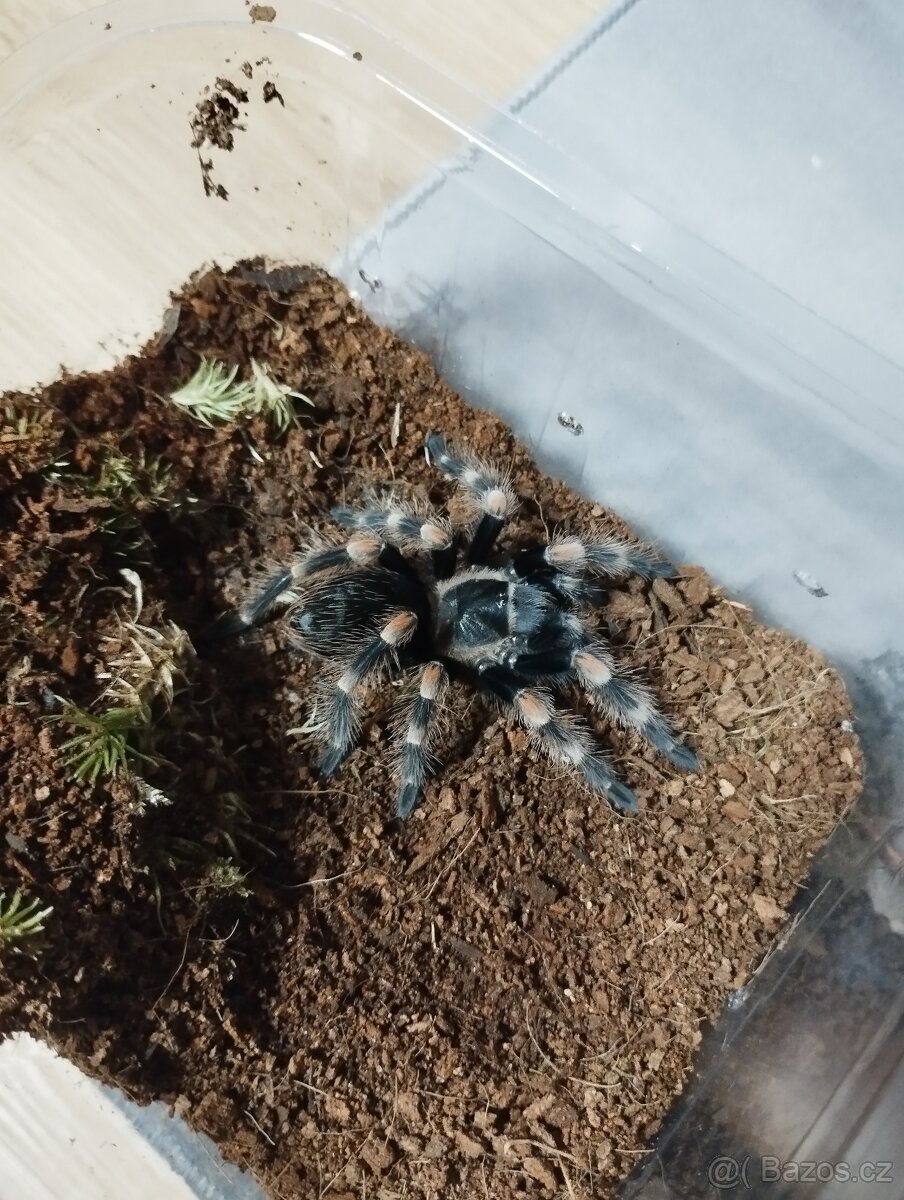 Brachypelma smithi