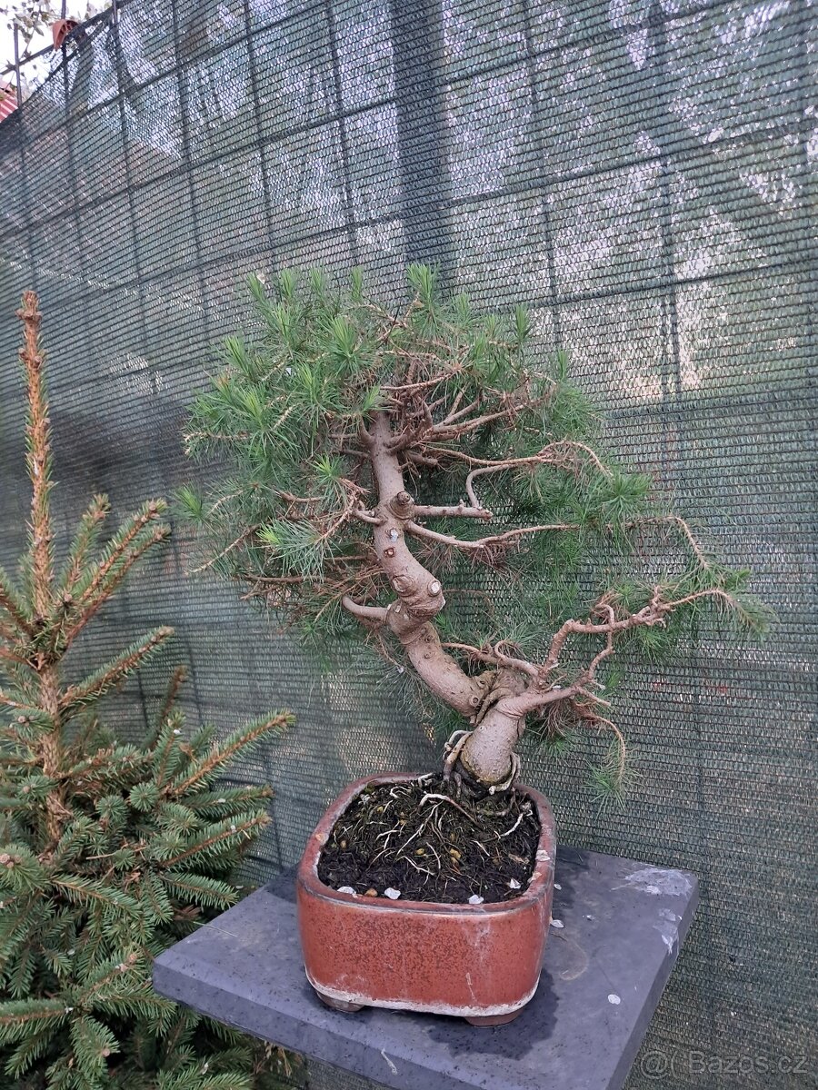 Bonsai,bonsaj Borovice