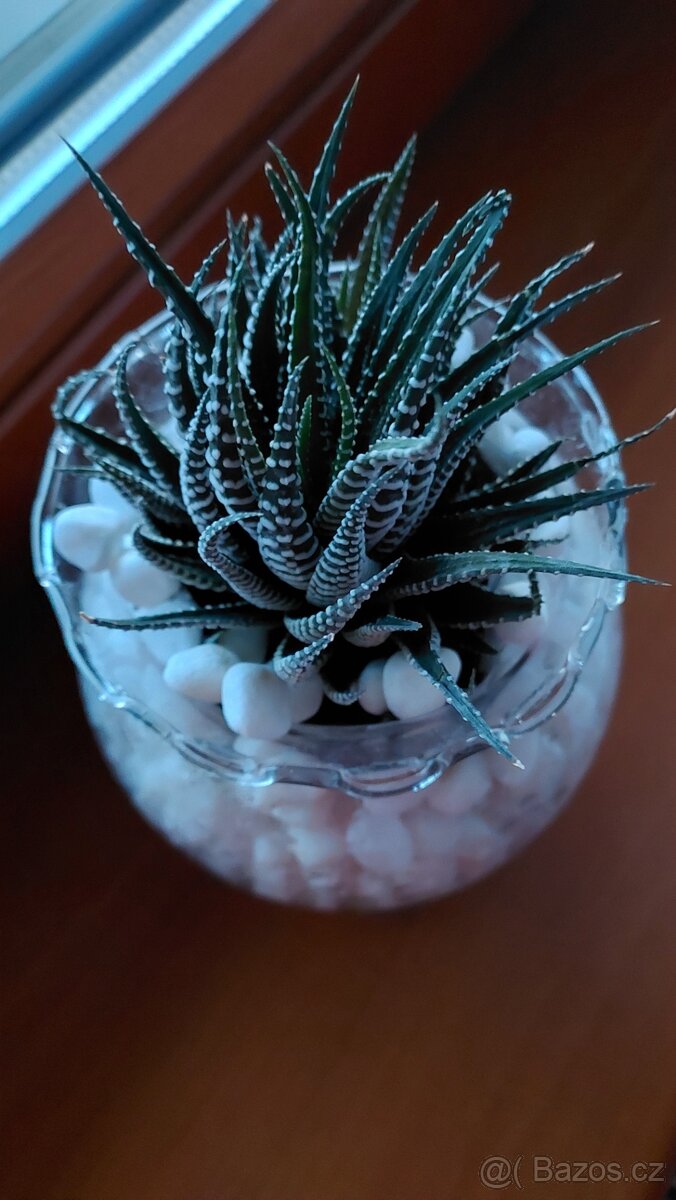 Haworthia