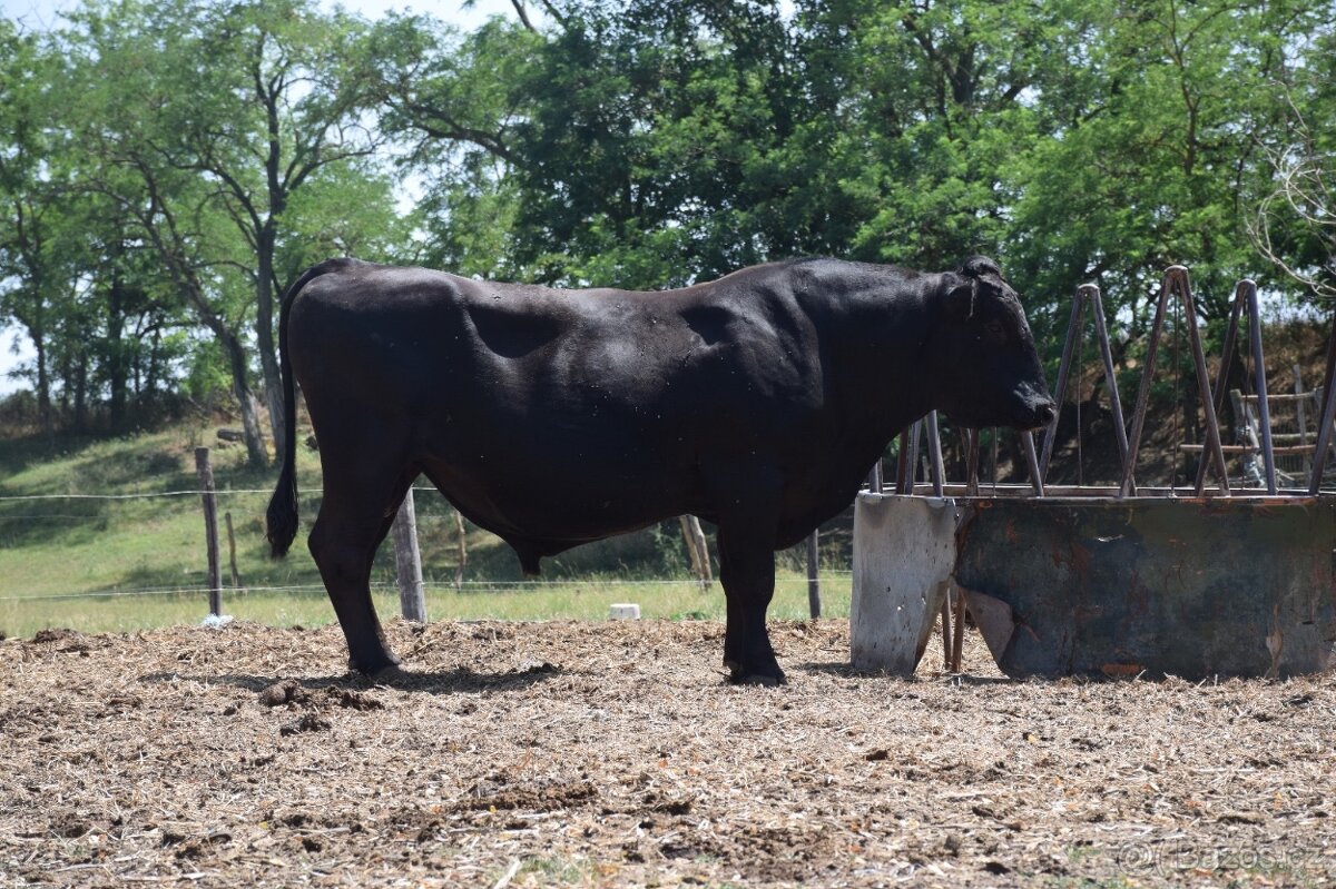 Plemenny byk wagyu