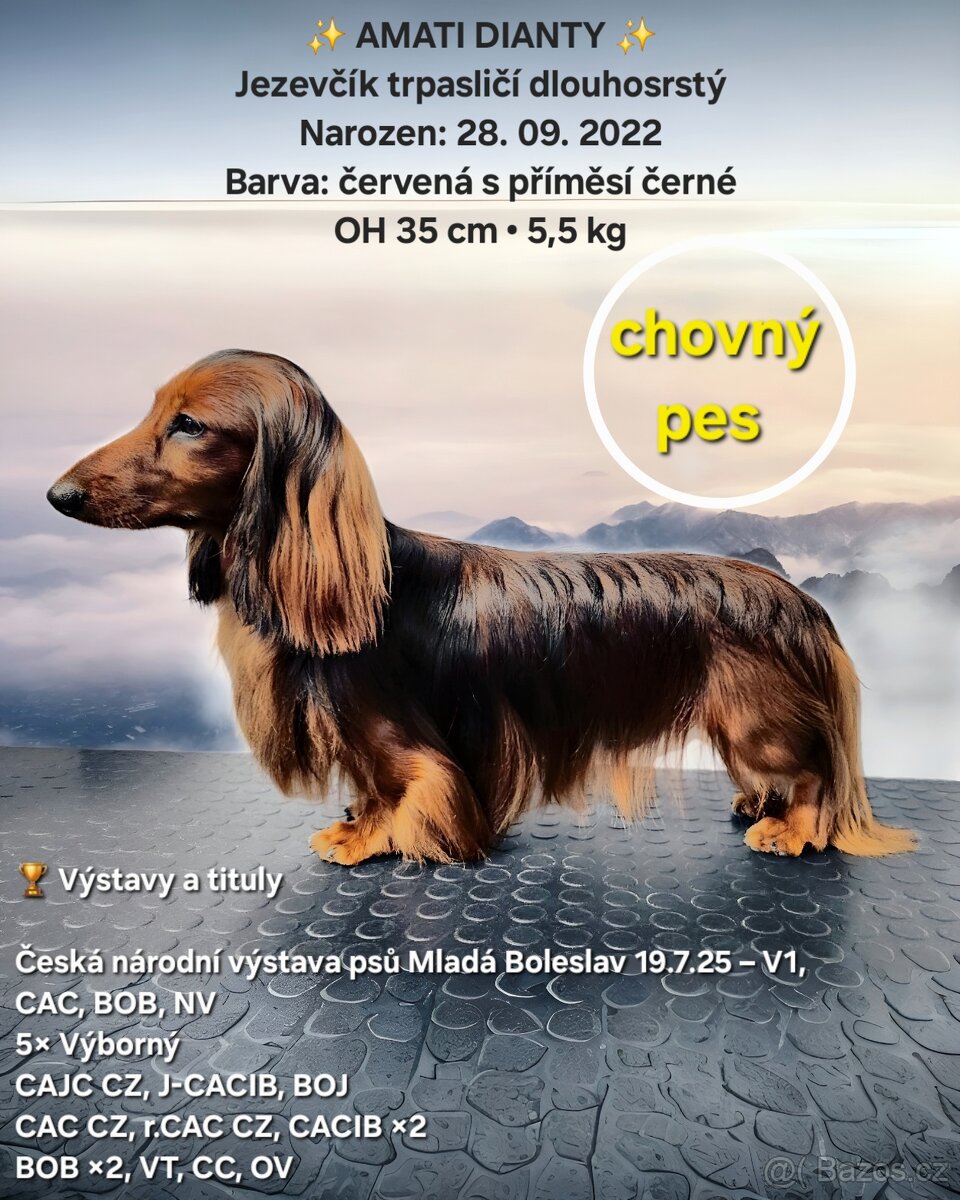 Jezevčík trpasličí dlouhosrstý s PP