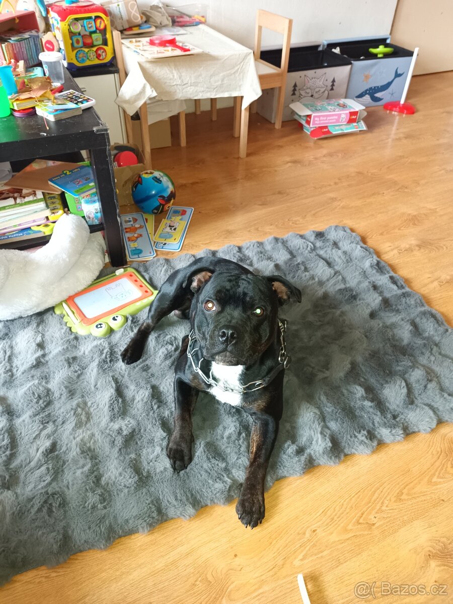 Stafordšírský bulteriér