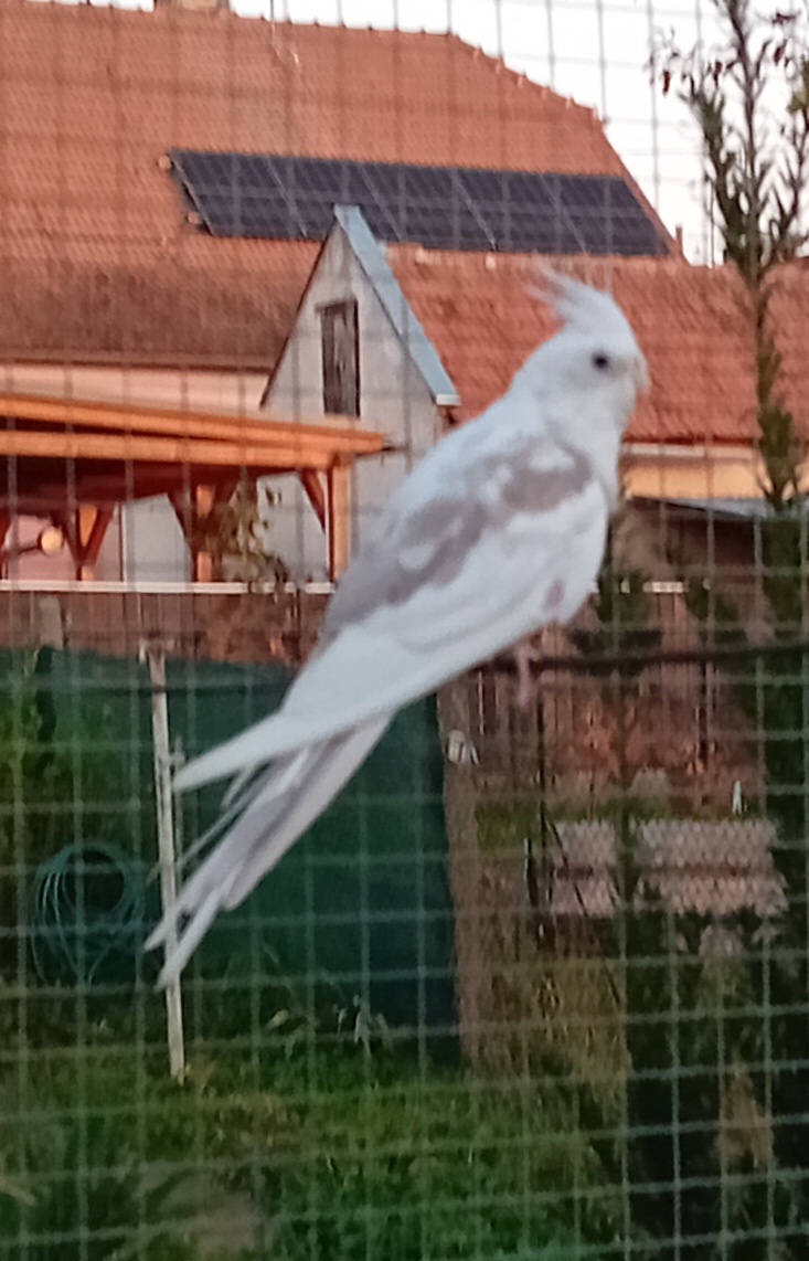 Korela bělohlavá skořicová straka