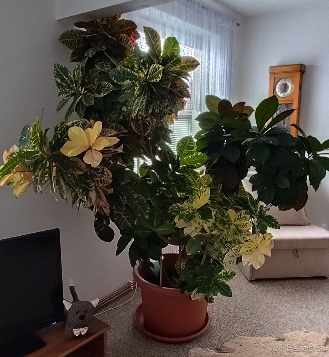 KROTON - pokojová rostlina