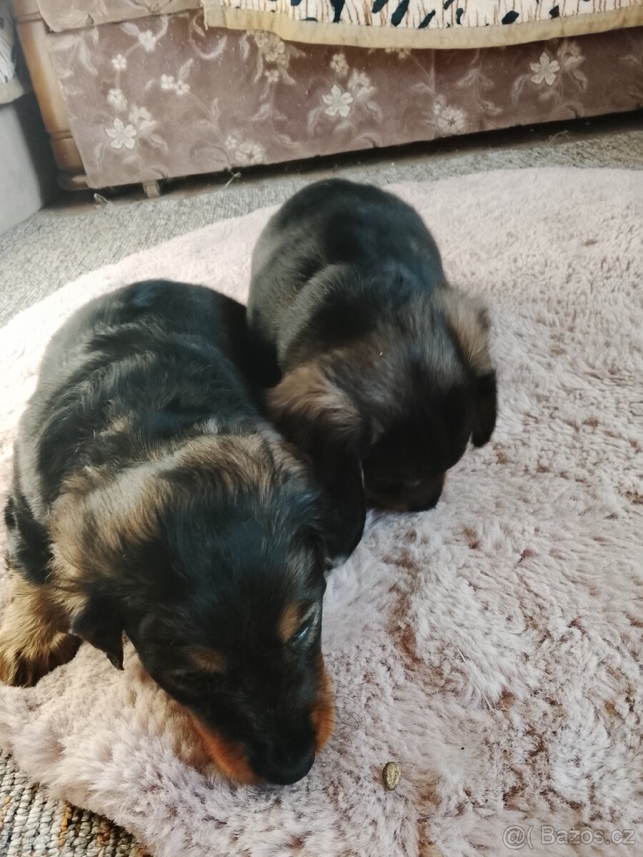 Jezevčík trpaslici