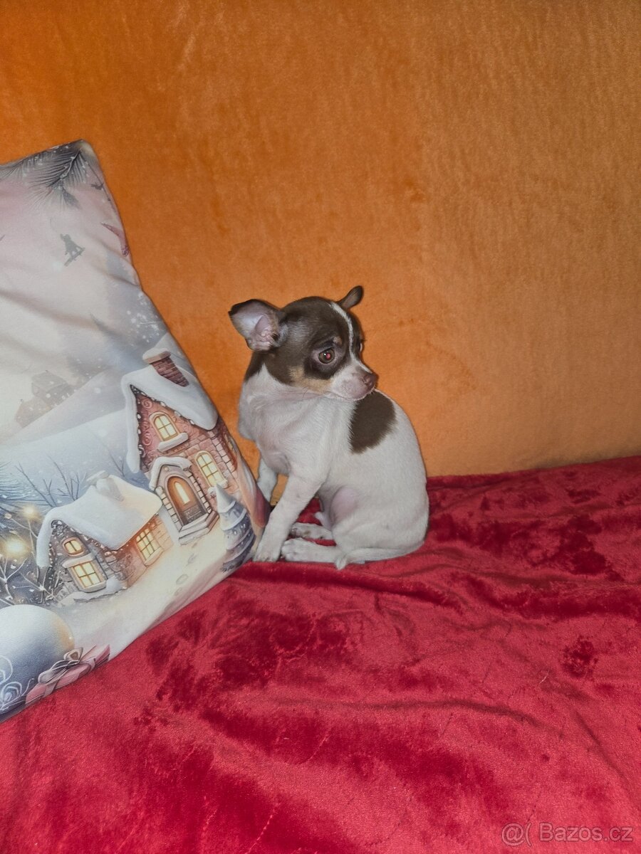 ČIVAVA  KRÁTKOSRSTÁ čoko pejsek