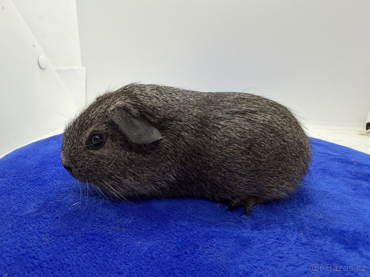 Morče hladke sameček aguti černá/bílá
