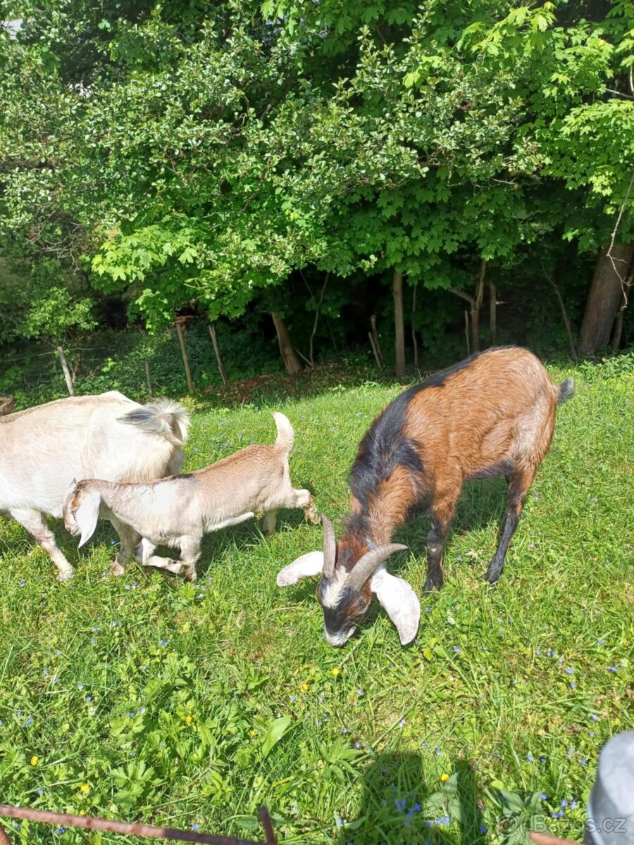Kozícka An