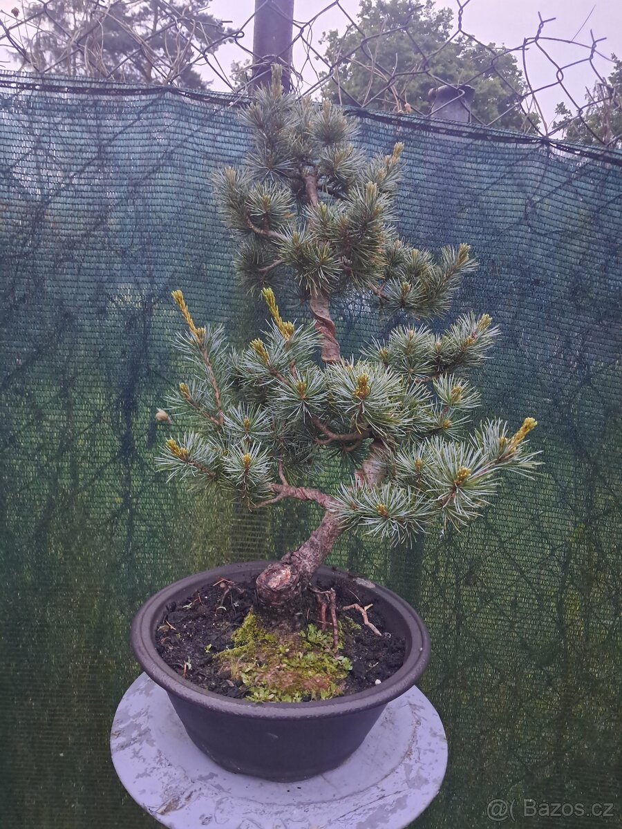 Bonsaj,bonsai Borovice