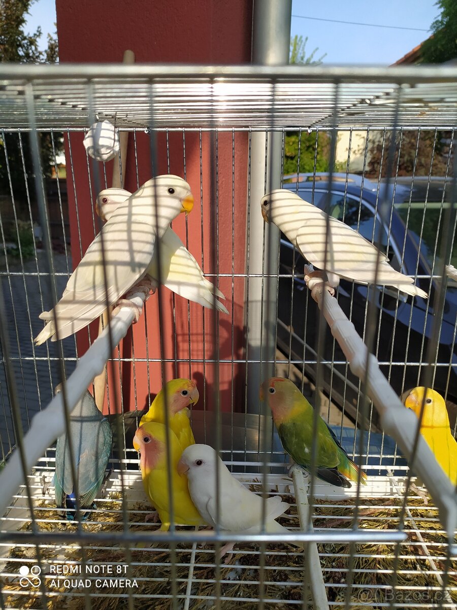 Agapornis růžohrdlý