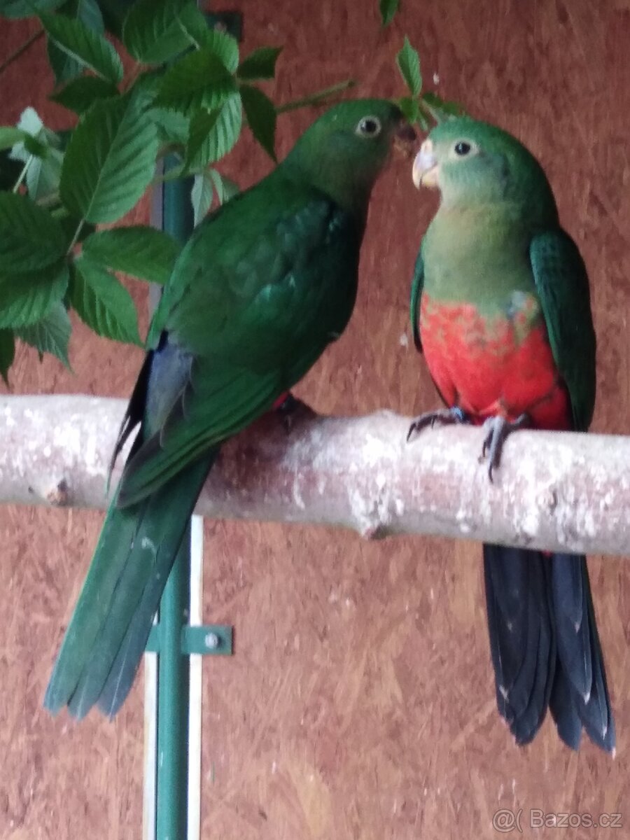 Papoušek královský