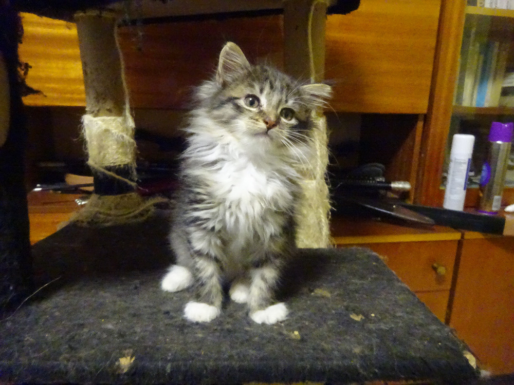 NABÍZÍM KŘÍŽENOU KOČIČKU (MAINSKÁ x SIBIŘSKÁ)