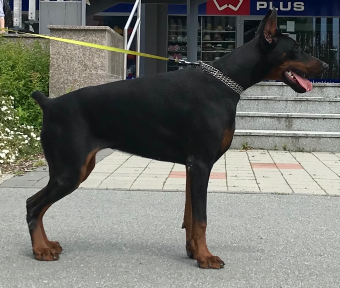 Dobrman štěňata s PP