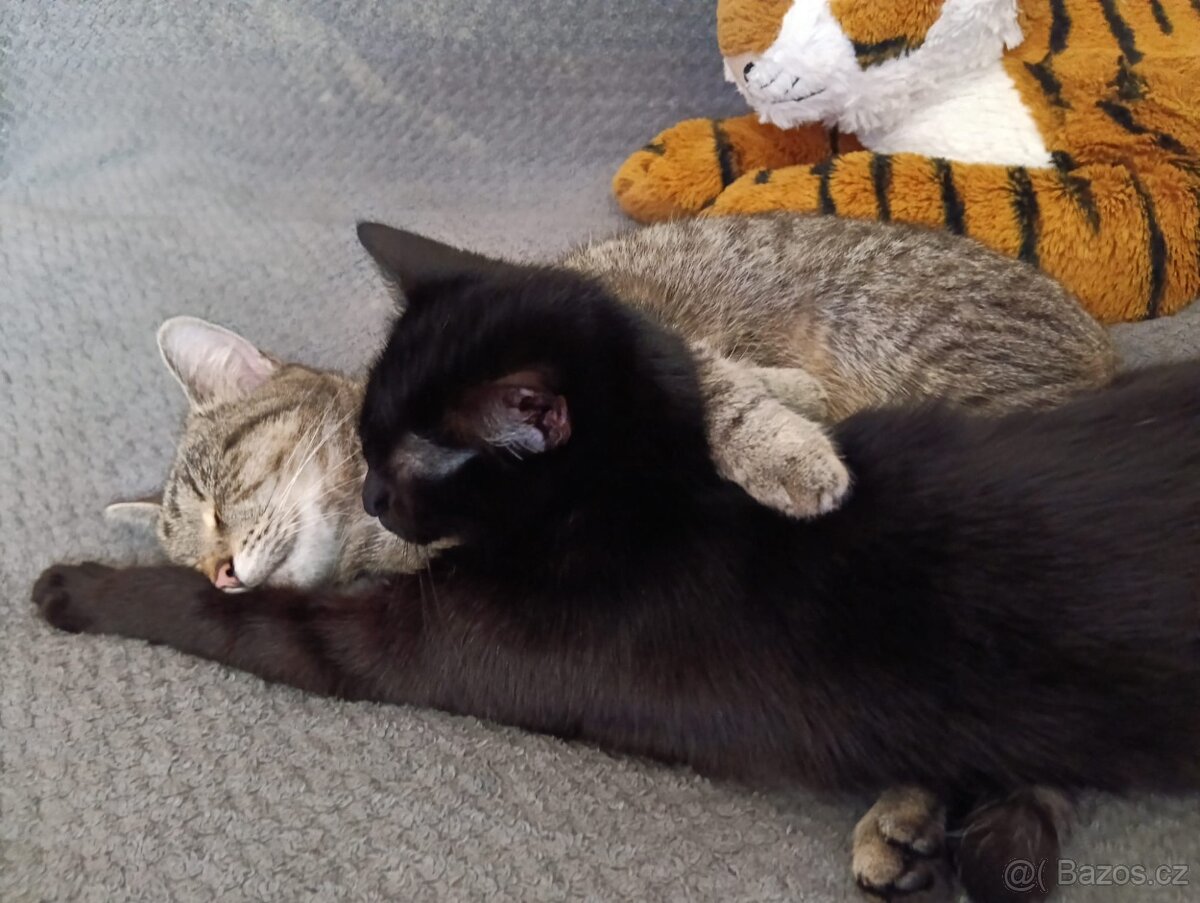 Daruji kočičky