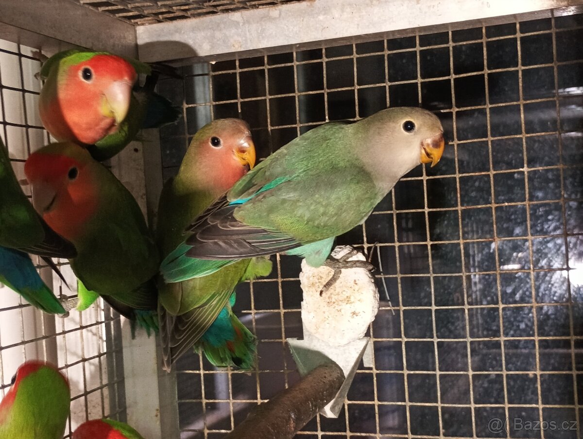 Prodám papoušky mnohobarvé
