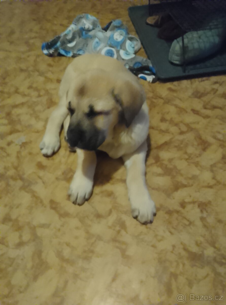 Prodám Cane Corso 3 měs očkování odčervení