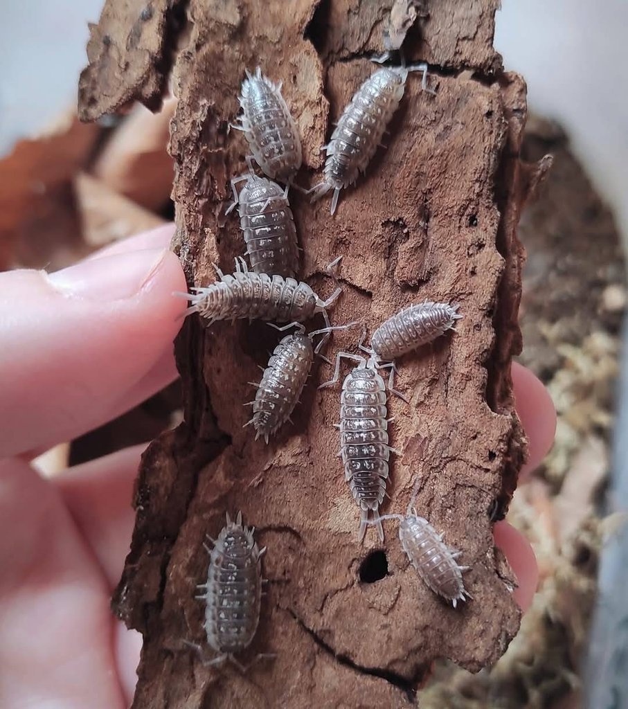 Porcellio haasi dark