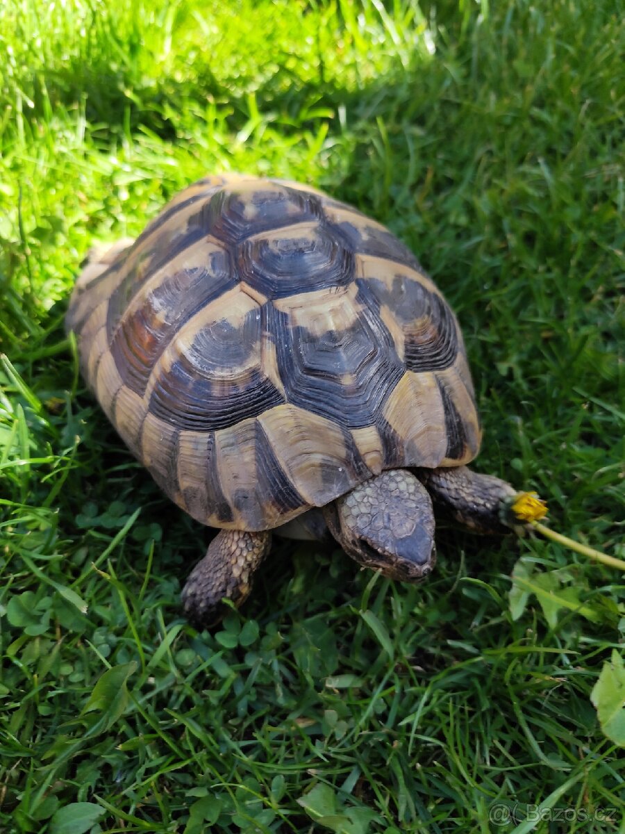 Želva testudo hermani