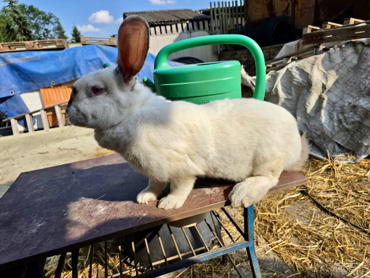 Chovná samice králíka - 6,8kg