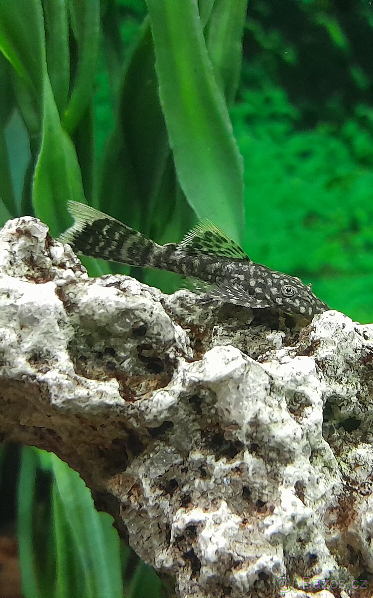 Ancistrus