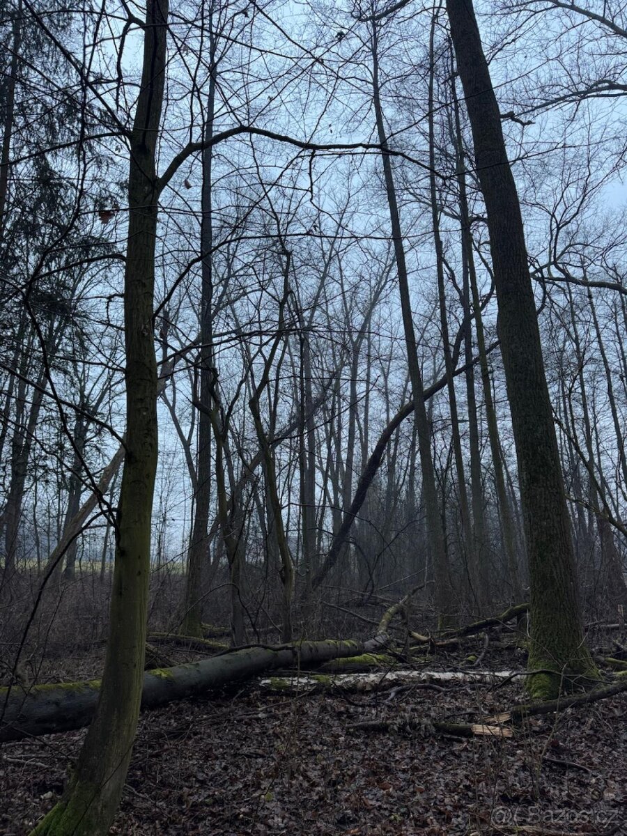 Prodám pozemky v k.ú. Polánky nad Dědinou Třebechovice pod O
